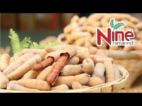 GI Quality Tamarind Phetchabun Thailand